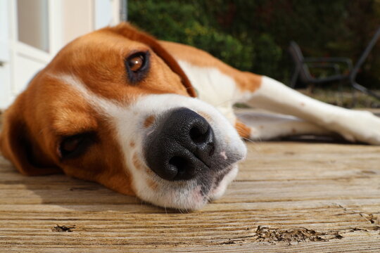 Fototapeta Beagle allongé au soleil pour une sieste sur la terrasse zoom sur la tête 