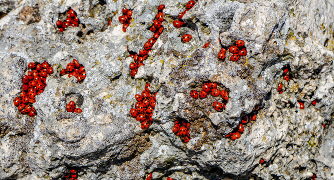 Grupo de mariquitas  insectos que pertenecen al grupo de los Coccin&eacute;lidos sobre una roca.