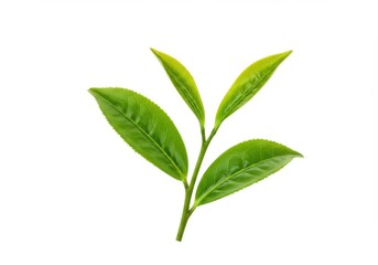 A close up of a sprig of bright green tea leaves on a stark white background in sharp focus detail