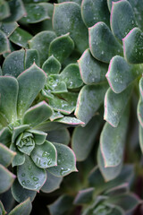 close up of succulent plant 