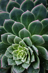 close up of succulent plant