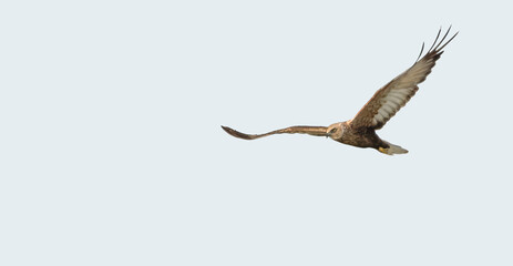 Western Marsh Harrier (Circus Aeruginosus)