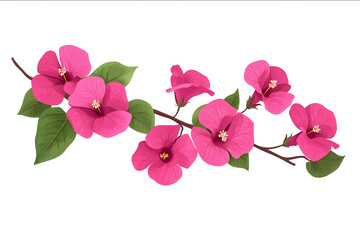 Bougainvillea flowers leaves and branches Pink Bougainvillea flowers Bougainvillea Flower Illustration on White Background Flat style cartoon vector illustration.jpe