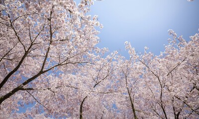 Cherry blossom or sakura, flower of trees belonging to the genus Prunus cerasus isolated on blue sky background. Spring soft background. Pink flowers. Low angle view of cherry blossom trees.