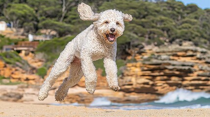 Happy Labradoodle Running on the Beach During Golden Hour Light