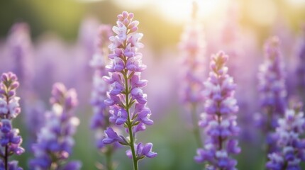 Obraz premium Close-up of blooming fields with purple and white flowers, soft green stems, natural light, peaceful springtime vibe.