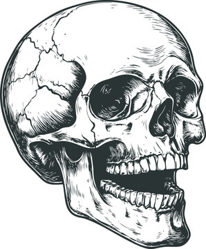 Human skull in side view with open