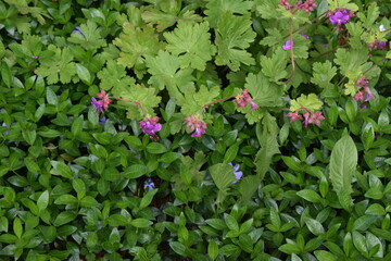 A lush patch of greenery with a mix of plants. Thriving Flora with Bright Purple Accents