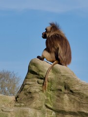 funny monkey on the rock  cute alpha man gelada on top hill making laugh blue sky