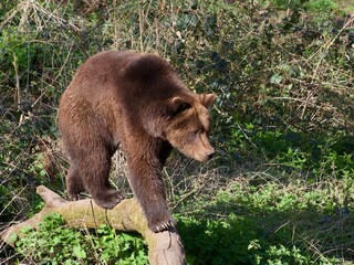 brown bear in the woods