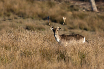Fallow deer in the grass