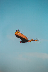 Animais-Silvestres Vegetação Parque-Nacional-De-Jericoacoara Urubu Burro Dunas Restinga Manguezal Apicum Natureza Vida-Selvagem Paisagem Céu-Aberto Ecossistema Aves Répteis Mamíferos Flora Fauna Conse