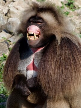 portrait of gelada , portrait of monkey 