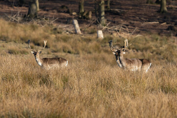 Fallow deer in the wild