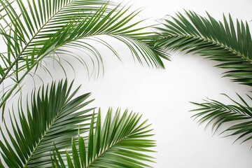 palm tree leaves