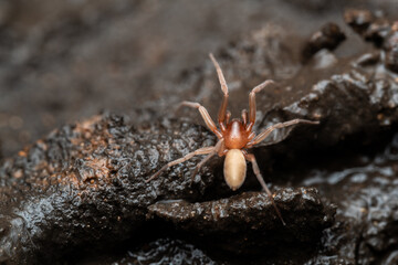 Fauna, insects and spiders from caves of Spain