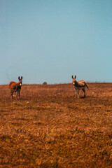 Fototapeta premium Animais-Silvestres Vegetação Parque-Nacional-De-Jericoacoara Urubu Burro Dunas Restinga Manguezal Apicum Natureza Vida-Selvagem Paisagem Céu-Aberto Ecossistema Aves Répteis Mamíferos Flora Fauna Conse
