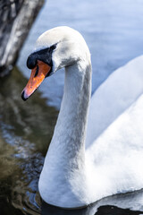 Swan swimming in the lake in London