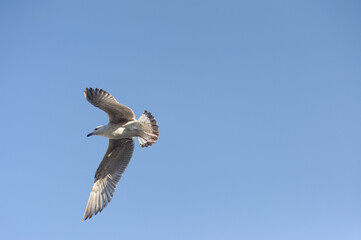 seagull on the rooftop of a small summer vacation and fishermen town