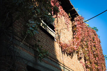 Classical old Turkish building facade covered with ivy plants in summer and holiday vacation region during a warm and sunny day