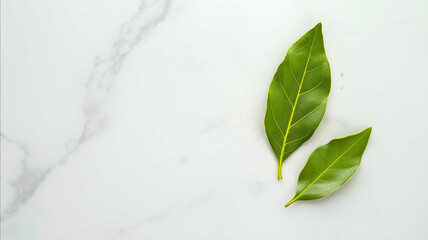 A single vivid green bay leaf with delicate veins their bright green color standing out on a clean white countertop