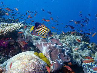 fiji reef fish © Tonya