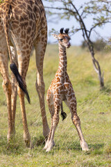 Day old giraffe calf and tongue