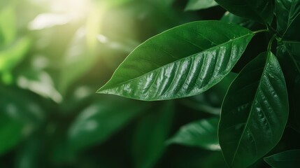 A stunning close-up of a glossy green leaf is highlighted by morning light, showcasing intricate details and textures while evoking feelings of renewal and tranquility.
