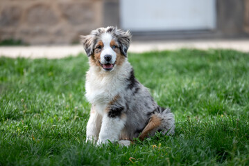 Portrait d'un chiot de race berger australien 