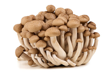 Beech Mushrooms Isolated on White Background