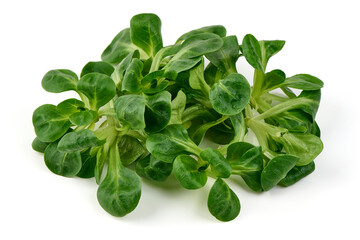 Fresh Corn Salad (Lamb's Lettuce), Isolated on White Background.