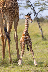 Day old giraffe calf and tongue