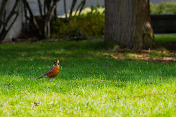 Issaquah WA USA - March 29 2025: Spring Sentinel: American Robin in the Grass