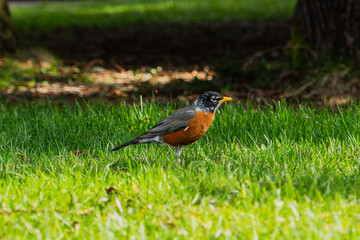Issaquah WA USA - March 29 2025: Spring Sentinel: American Robin in the Grass