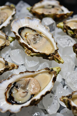 Freshly shucked oysters sit on ice, their shells open to reveal their succulent interiors