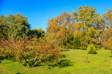 Fototapeta premium A lush green field with a few trees and bushes