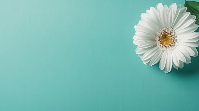 A beautiful white daisy set against a vibrant turquoise background, creating a refreshing visual contrast that highlights the flower's simplicity and elegance in design.