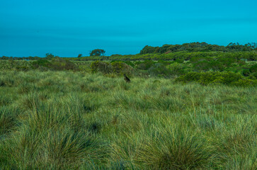 kangaroo in the long grass