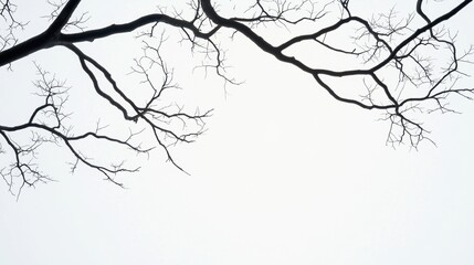 Fototapeta premium Black and white photograph of a tree branch with no leaves. the branch is in the center of the image and is facing towards the right side of the frame.