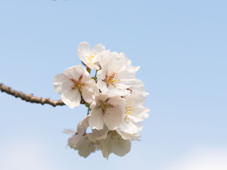 春 美しい桜の花が咲きました21