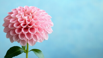 A beautiful pink flower blooms gracefully against a soft pastel background symbolizing love femininity grace and renewal evoking feelings of serenity romance and delicate natural beauty