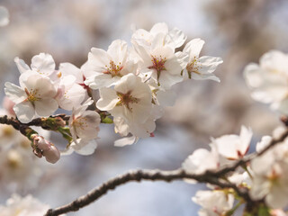 春　美しい桜の花が咲きました31