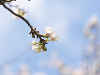 春　美しい桜の花が咲きました30