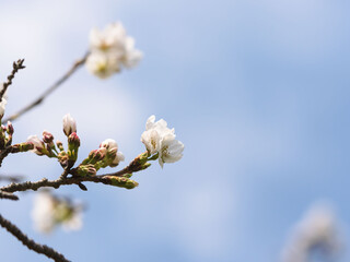 春　美しい桜の花が咲きました29