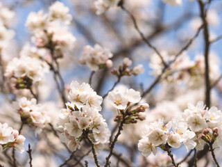 春　美しい桜の花が咲きました12