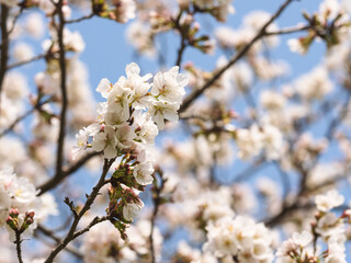 春　美しい桜の花が咲きました14