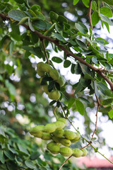 Close-up of Green Tamarind Pods Hanging on Branch