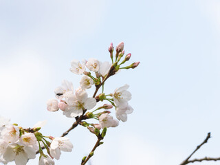 春　美しい桜の花が咲きました35