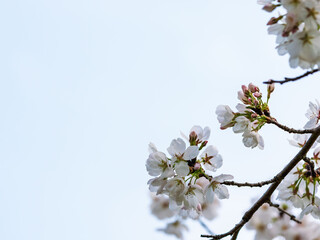 春　美しい桜の花が咲きました39