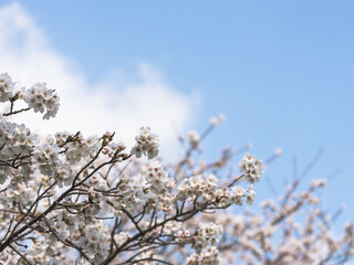 春　美しい桜の花が咲きました07